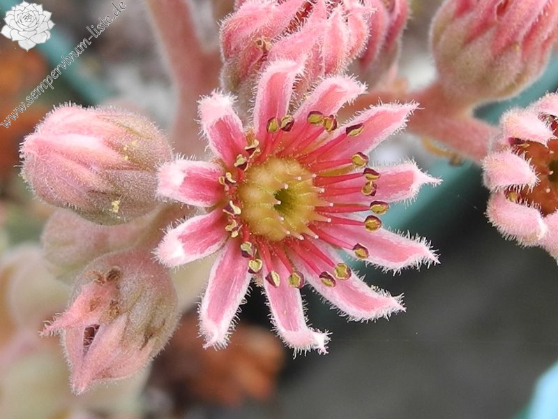 marmoreum ssp. reginae-amaliae (degenianum)