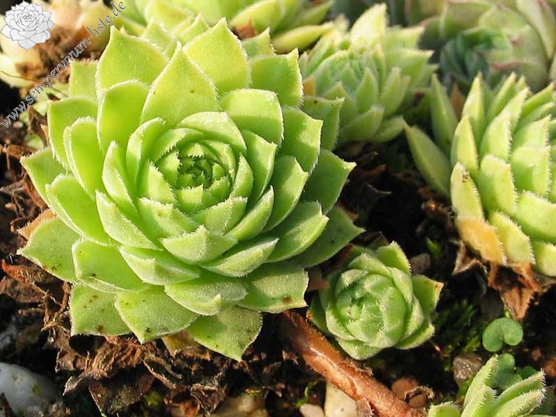 marmoreum ssp. reginae-amaliae from Mavri Petri