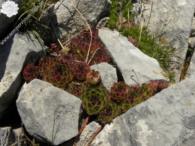 marmoreum ssp. marmoreum from Bavan