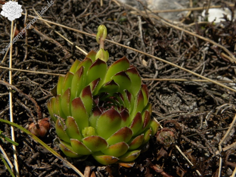 marmoreum ssp. marmoreum from Bavan