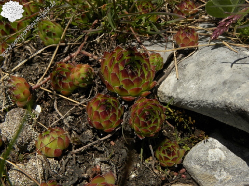 marmoreum ssp. marmoreum from Bavan