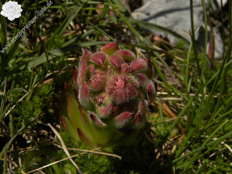 marmoreum ssp. marmoreum from Bavan