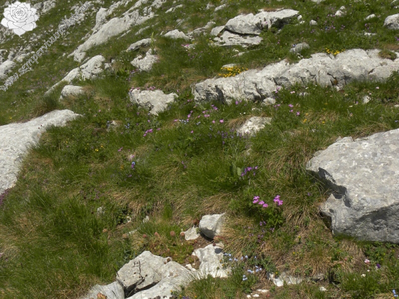 marmoreum ssp. marmoreum from Bobotov Kuk, Abhang