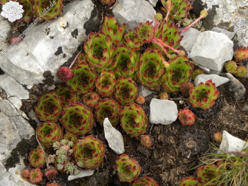 marmoreum ssp. marmoreum from Gropa e Dobkut