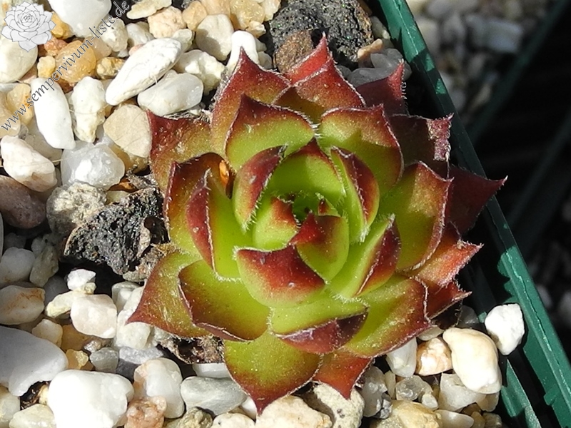 marmoreum ssp. marmoreum from Cheile Turzii (oben)