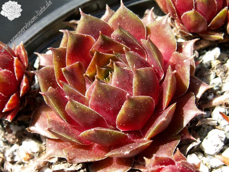 marmoreum ssp. marmoreum (rubicundum)