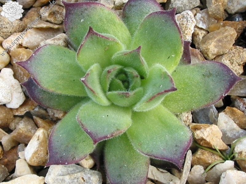 marmoreum ssp. matricum from Regec