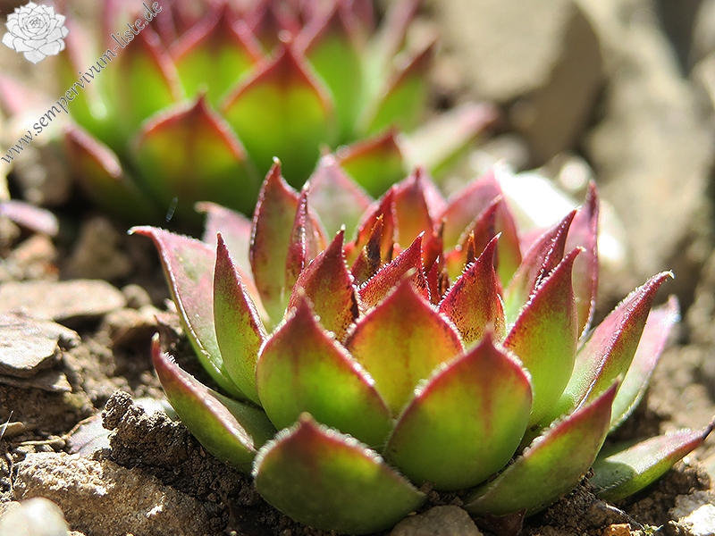 tectorum var. tectorum (mettenianum)