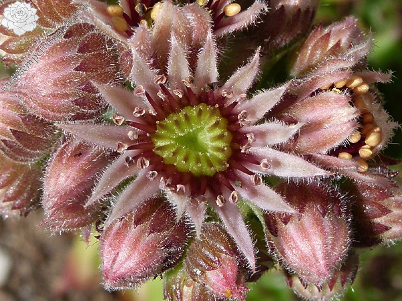 tectorum var. tectorum (mettenianum)