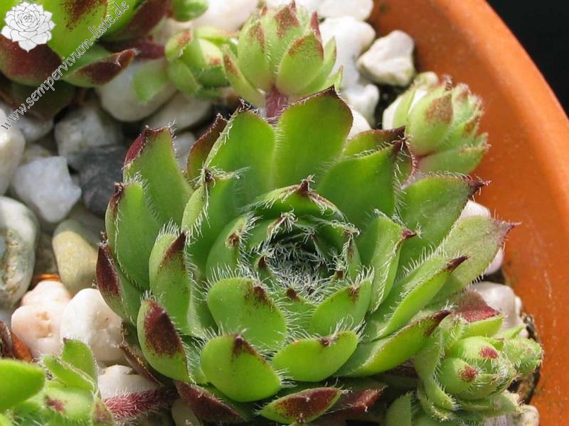 minus x S. tectorum