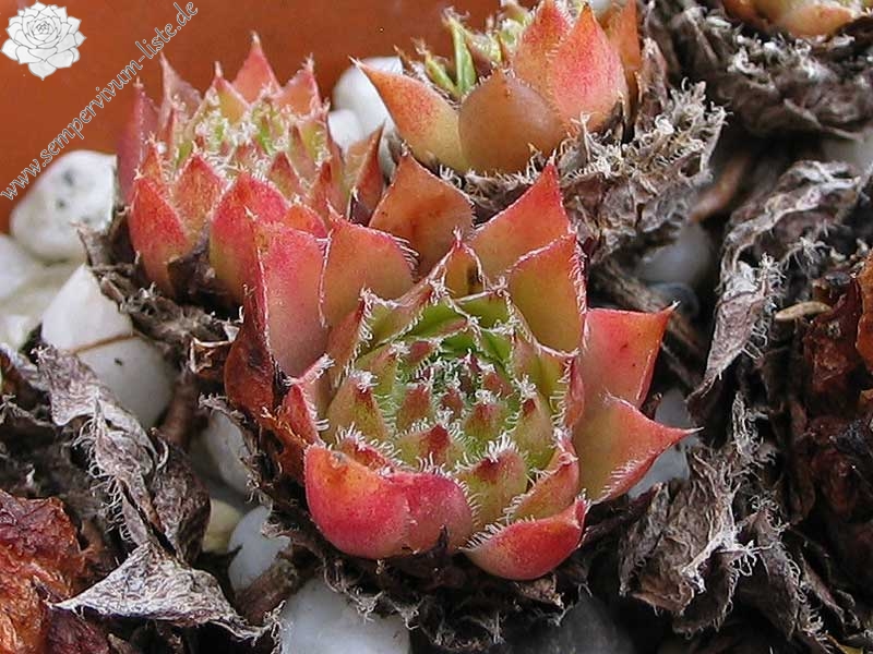 minus x S. tectorum