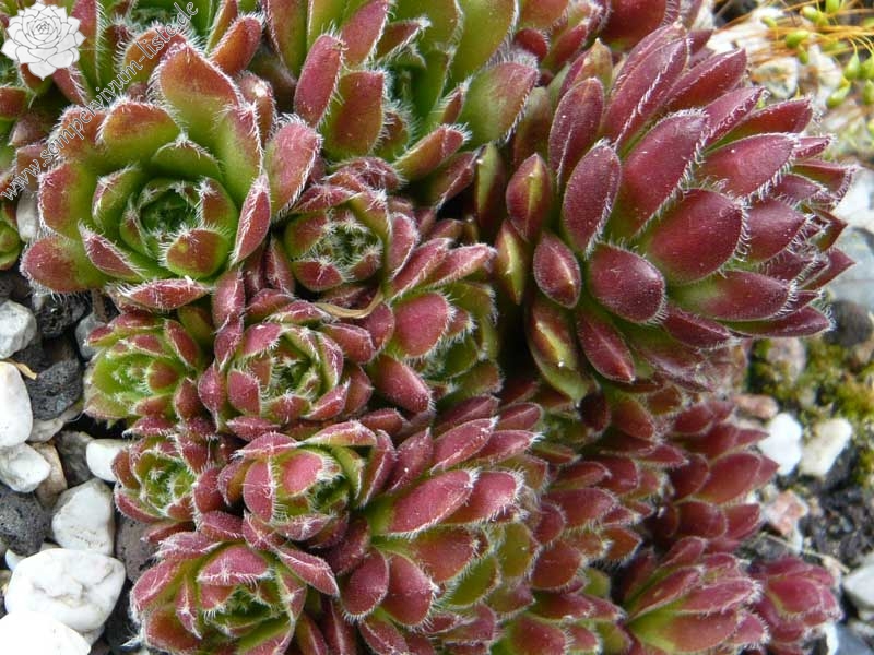 minutum (hirtella)
