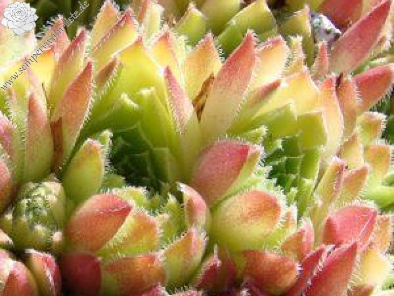 minutum from Penones de San Francisco PH134