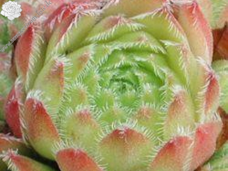 minutum from Penones de San Francisco PH134