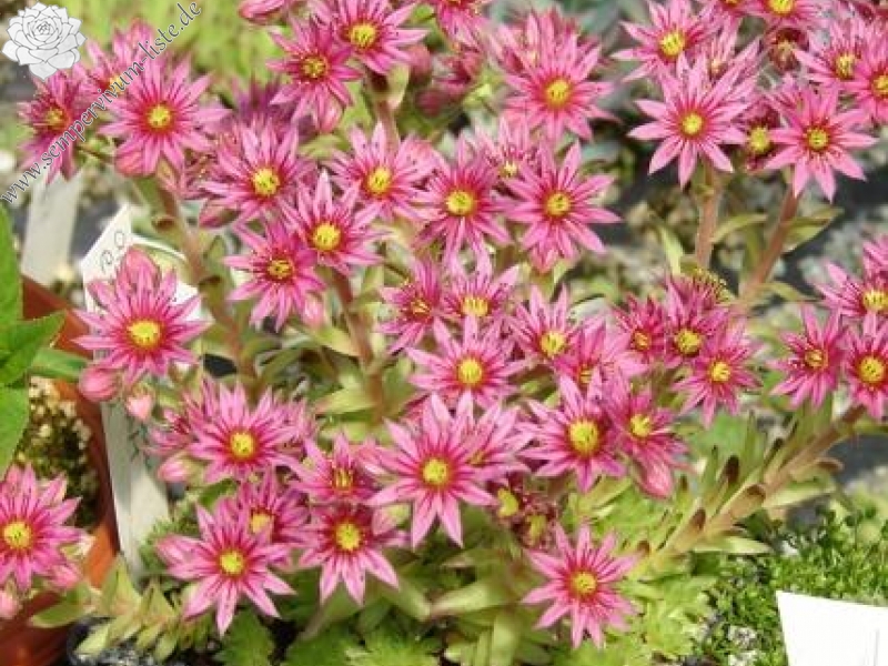 montanum from Piz Cam