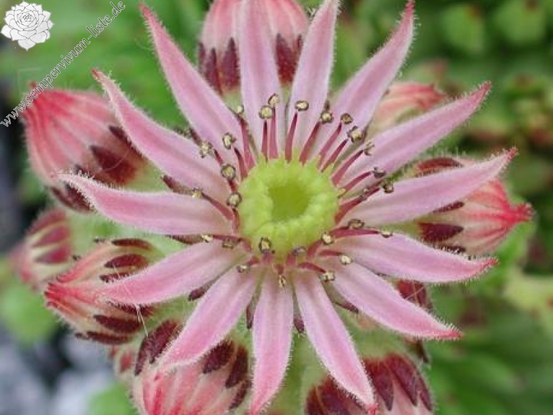 montanum from Stilfser Joch