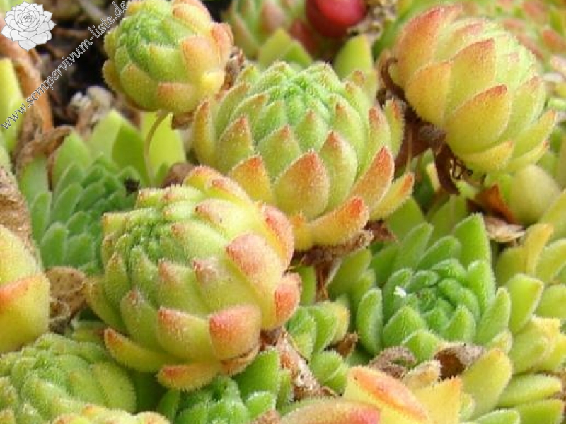 montanum from Sustenpass