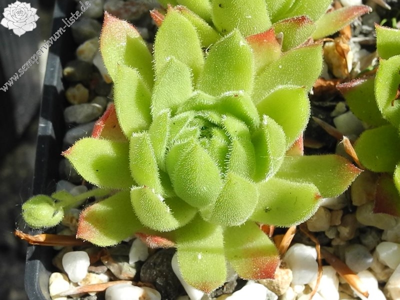 montanum ssp. burnatii from Queyras
