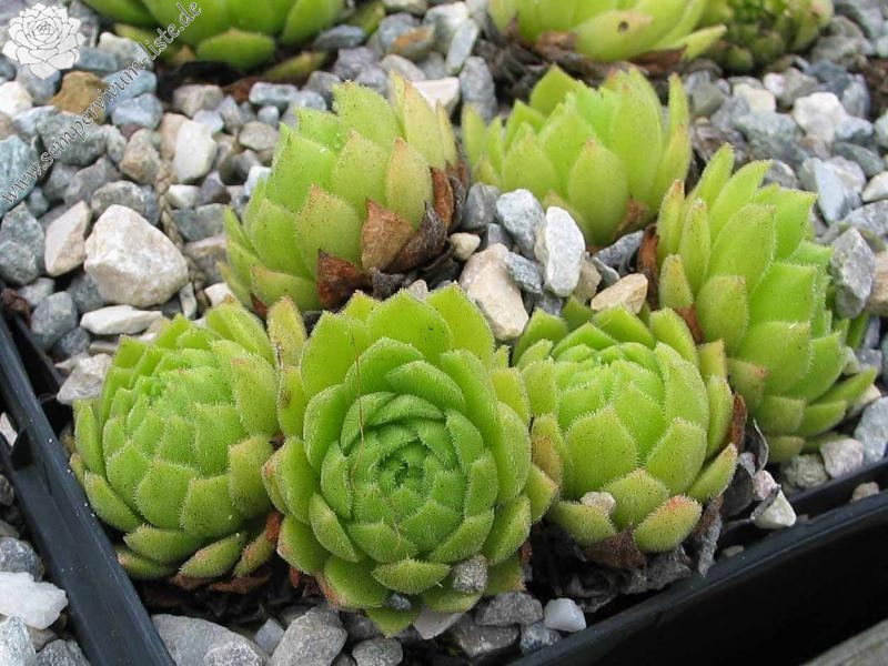 montanum ssp. burnatii from Korsika