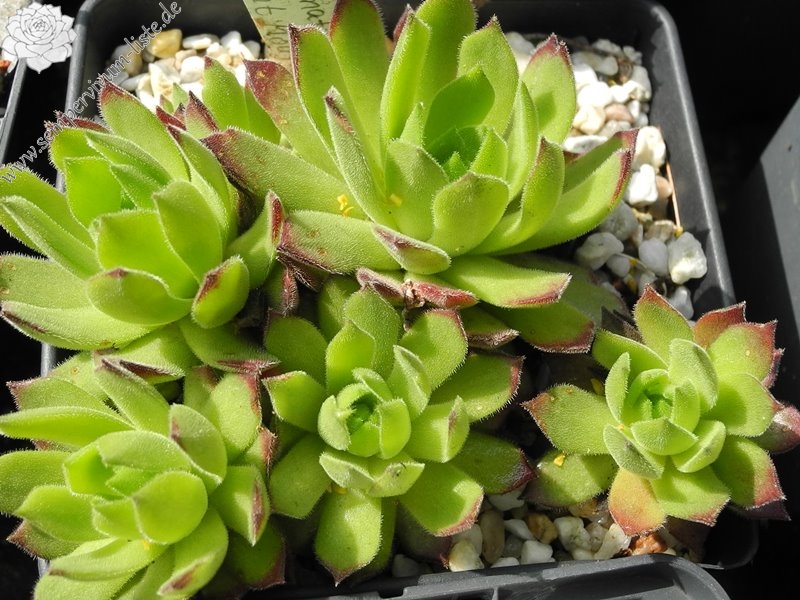 montanum ssp. burnatii from Mont Moutier