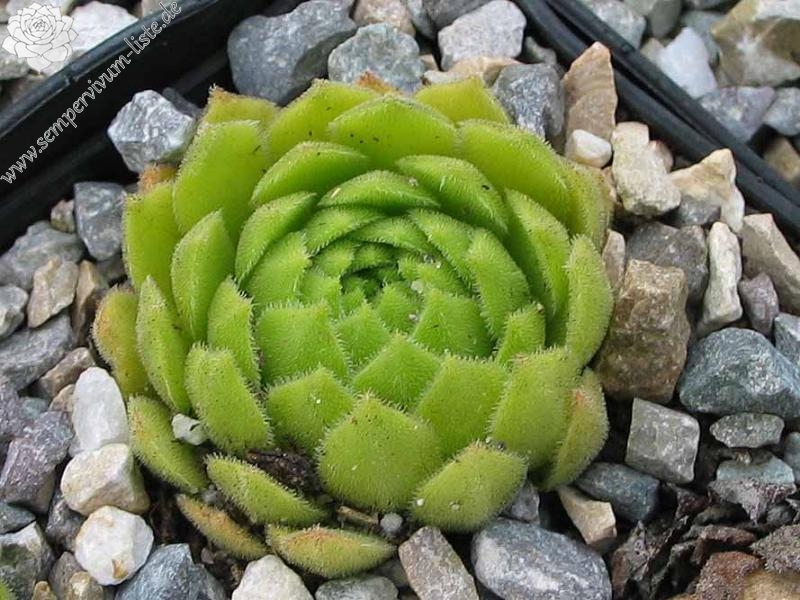 montanum ssp. burnatii from Korsika