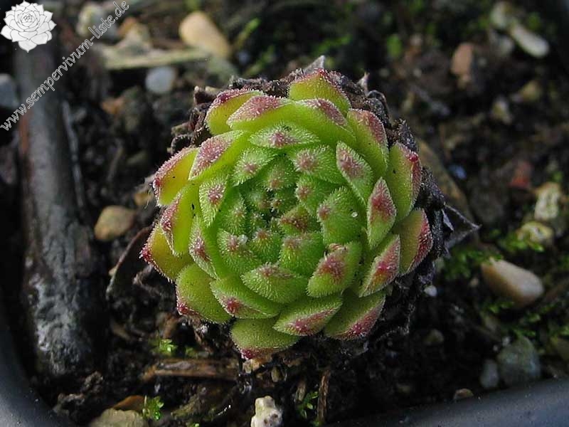 montanum from Envalirapass