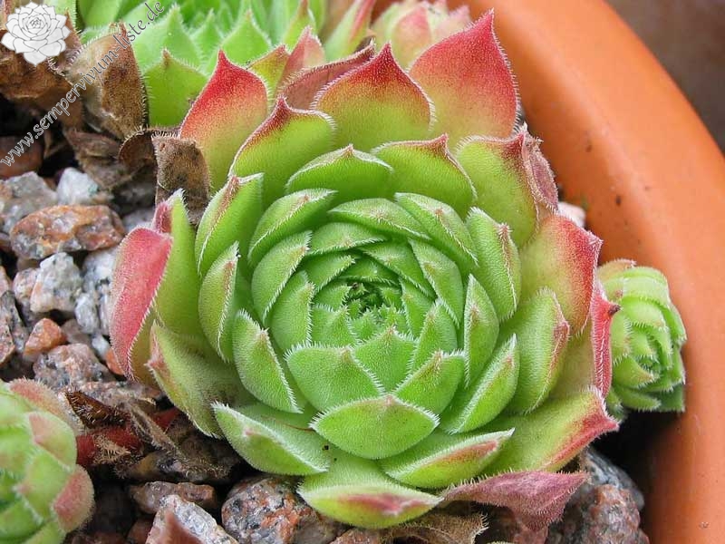 montanum (frigidum)