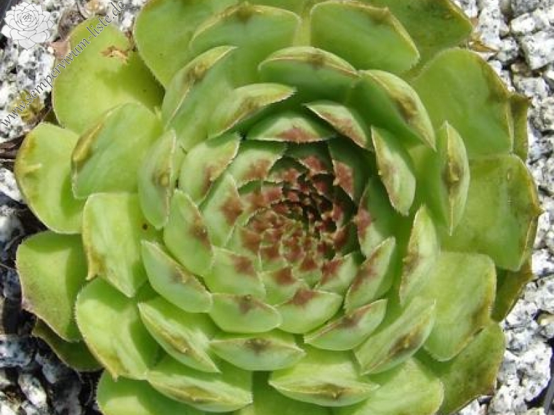 tectorum var. arvernense from Mont Lozère (Typ PH1057)