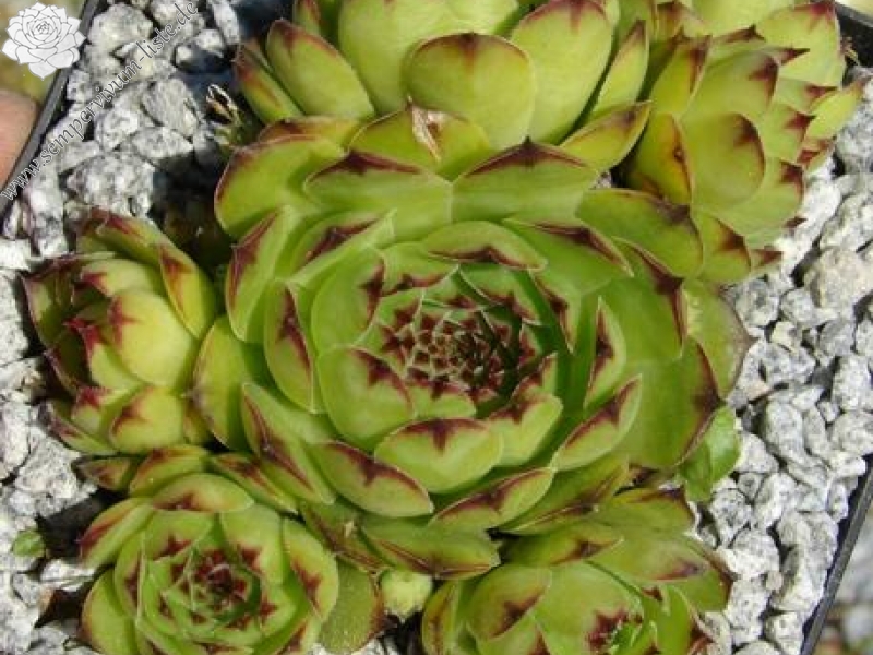 tectorum var. arvernense from Mont Lozère (Typ PH595)