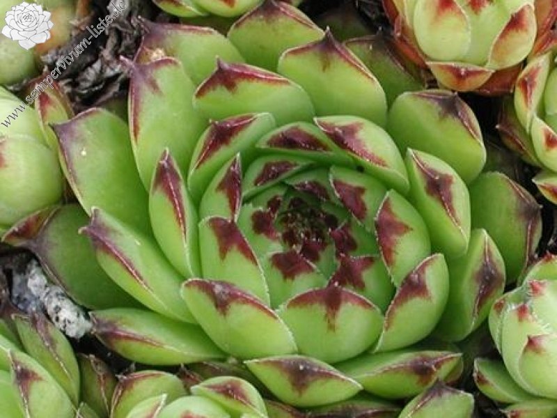 tectorum var. arvernense from Mont Lozère (Typ PH595)