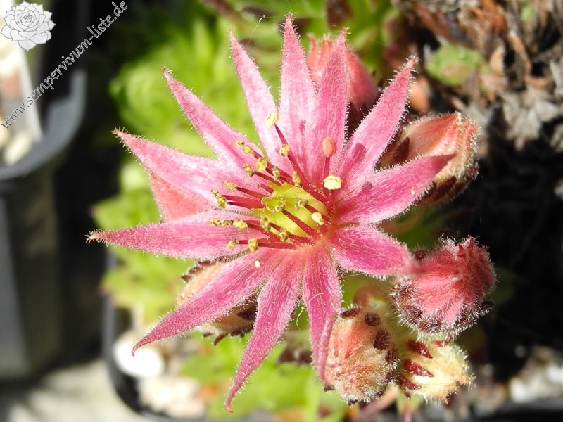 montanum (monticolum)