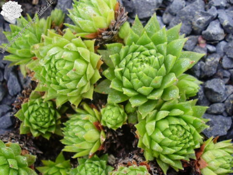 montanum from L'Arbizon