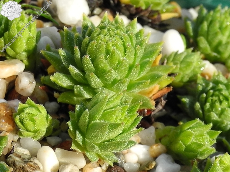 montanum from L'Arbizon