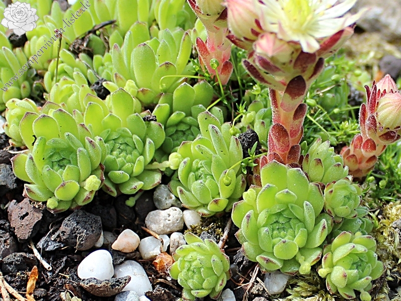 montanum (pallidum) from Bergell