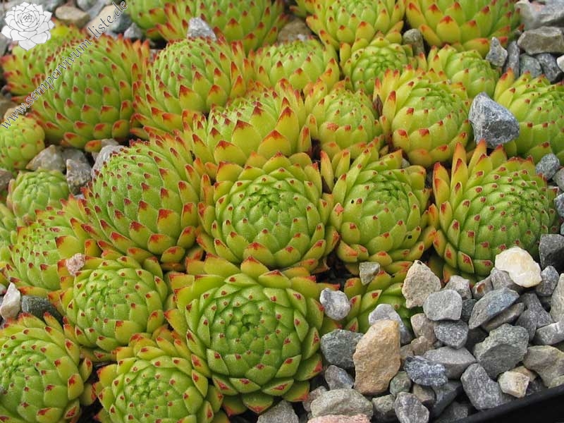 montanum from Envalirapass