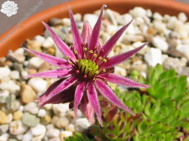 montanum from Hohe Tauern