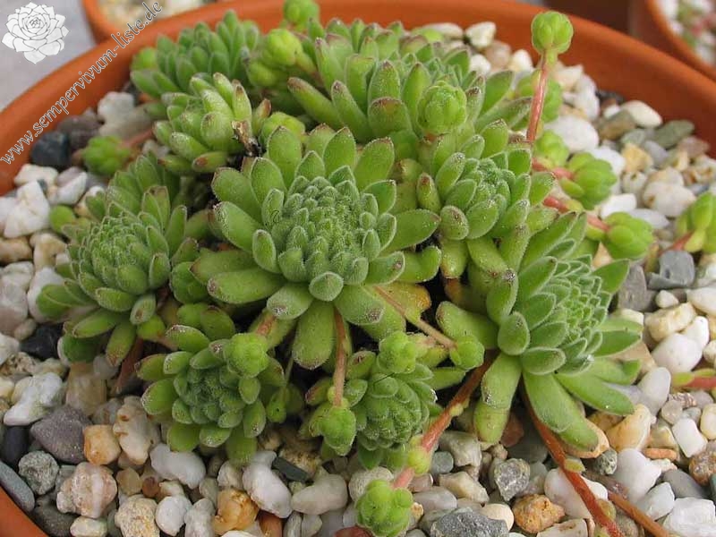 montanum from Pfossental