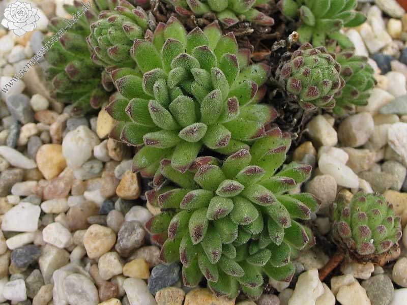 montanum from Pfossental