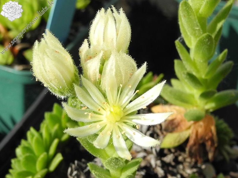 montanum ssp. carparthicum f. neopallidum from Trnác