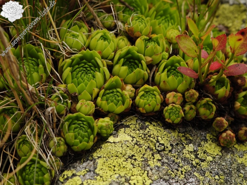 montanum ssp. carpathicum from Banistá