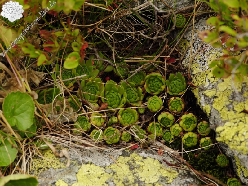 montanum ssp. carpathicum from Banistá