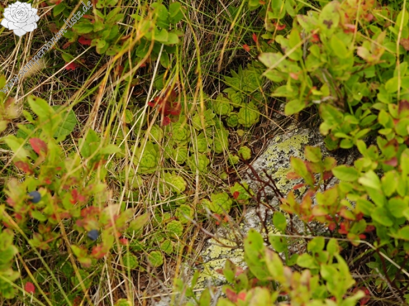 montanum ssp. carpathicum from Banistá