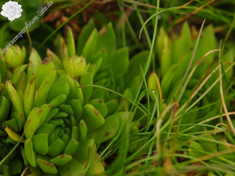 montanum ssp. carpathicum from Bystrá - SO Abhang