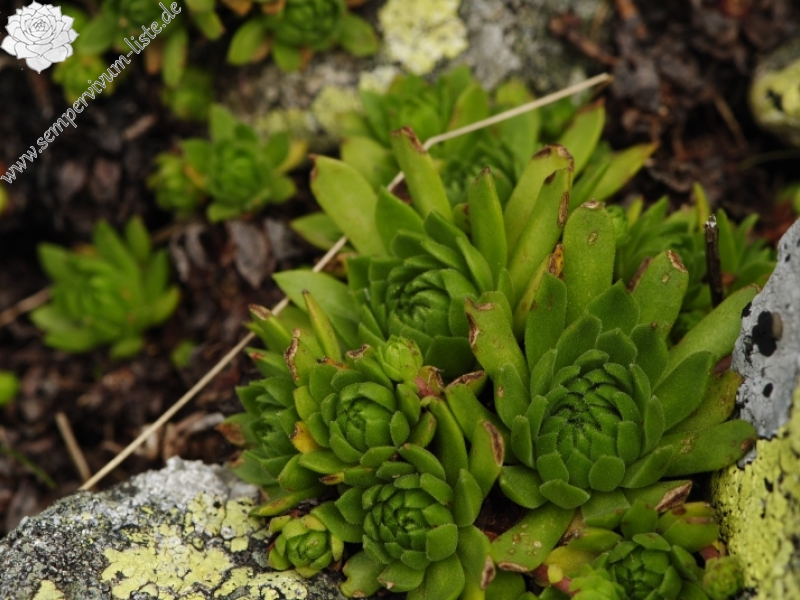 montanum ssp. carpathicum from Bystré sedlo