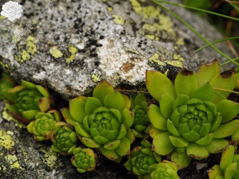 montanum ssp. carpathicum from Bystré sedlo