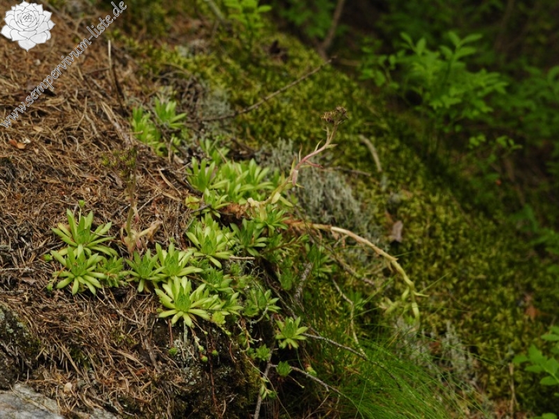 montanum ssp. carpathicum from Jalovecká dolina, Mündung