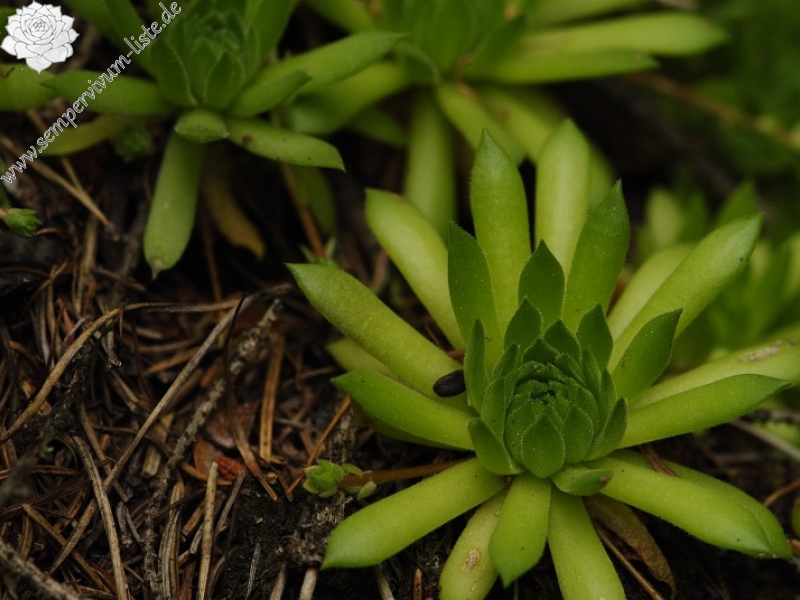 montanum ssp. carpathicum from Jalovecká dolina, Mündung