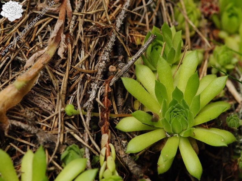montanum ssp. carpathicum from Jalovecká dolina, Mündung