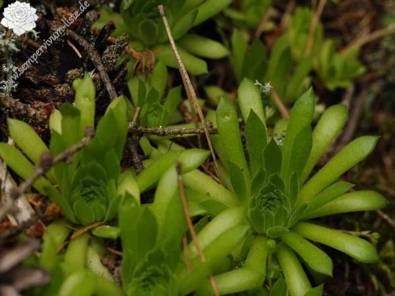 montanum ssp. carpathicum from Jalovecká dolina, Mündung