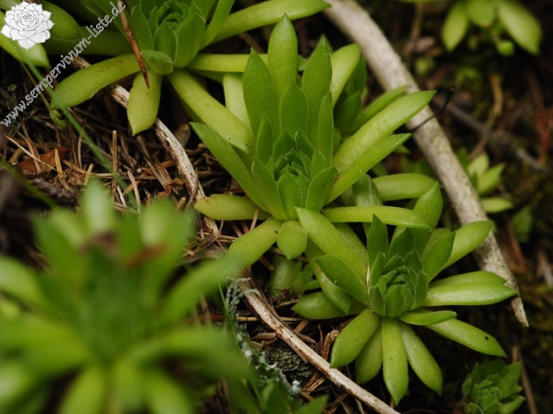 montanum ssp. carpathicum from Jalovecká dolina, Mündung